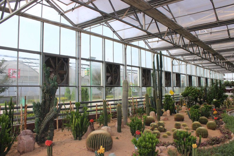 芒果种植技术概述:从新手到专家的种植之道